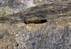 Heliocypha bisignata