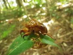 Graptopsaltria nigrofuscata