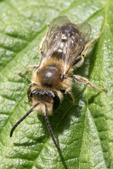 Andrena scotica