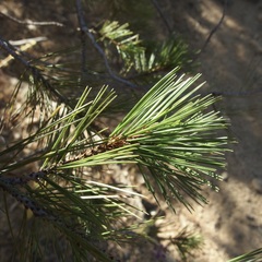 Pinus cembroides lagunae