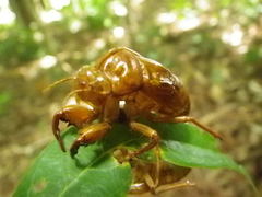 Graptopsaltria nigrofuscata