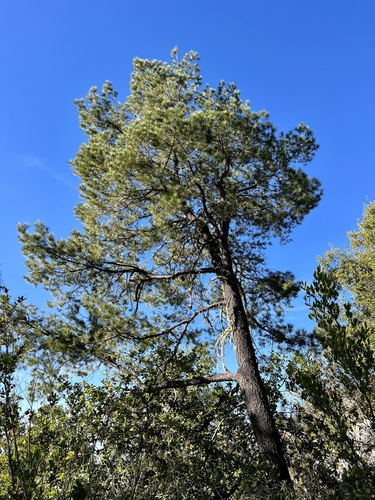 Image of Pinus lagunae by (c) Sue Carnahan, some rights reserved (CC BY)