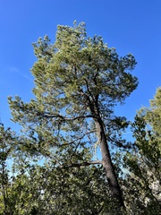 Pinus cembroides lagunae