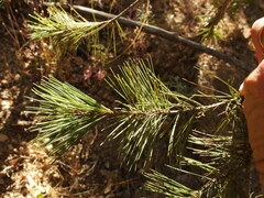 Pinus cembroides lagunae