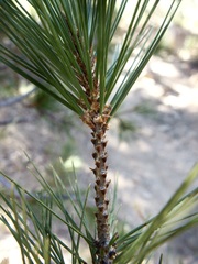 Pinus cembroides lagunae