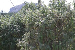 Buddleja salviifolia