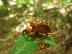 Graptopsaltria nigrofuscata