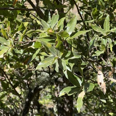 Quercus devia