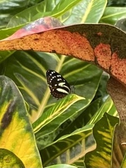 Heliconius atthis