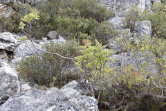 Notobubon galbanum