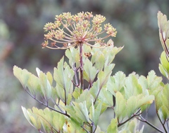 Notobubon galbanum