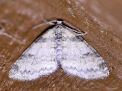 Lobophora nivigerata
