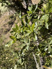 Quercus devia