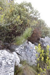 Anginon