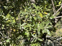 Quercus devia