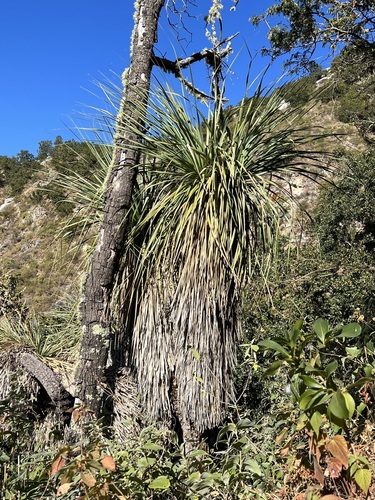 Nolina beldingii