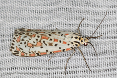 Utetheisa pulchelloides