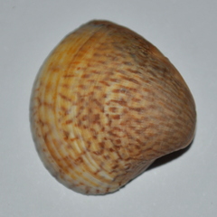 Anomalocardia flexuosa