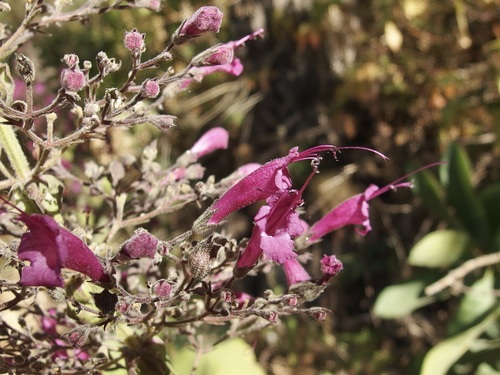 Image of Lepechinia hastata by (c) Sue Carnahan, some rights reserved (CC BY)