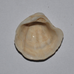 Arcinella