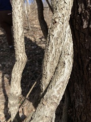 Celastrus orbiculatus