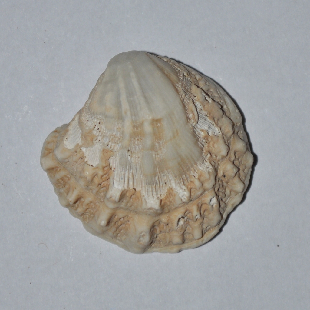 Arcinella brasiliana