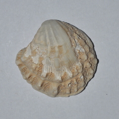Arcinella