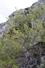 Dodonaea viscosa angustifolia
