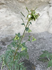 Chylismia claviformis