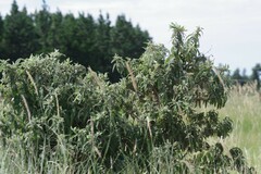 Buddleja salviifolia