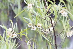 Dodonaea viscosa angustifolia