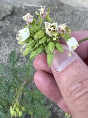 Chylismia claviformis
