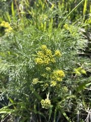 Lomatium caruifolium