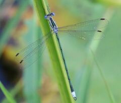 Lestes plagiatus