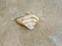 Erodona mactroides