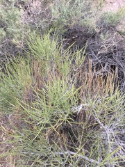 Ephedra aspera