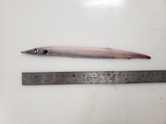 Arctozenus risso