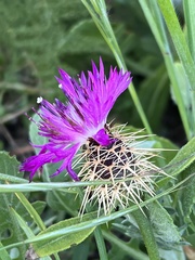 Centaurea sphaerocephala
