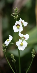 Sagittaria graminea