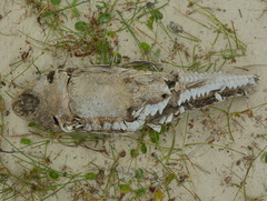 Hypostomus