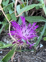 Centaurea sphaerocephala