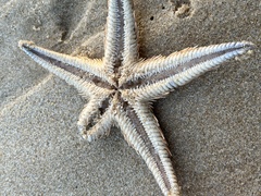 Astropecten aranciacus