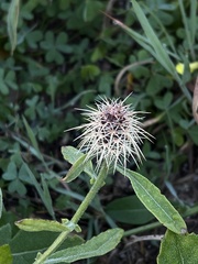 Centaurea sphaerocephala