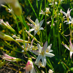 Leucocoryne alliacea