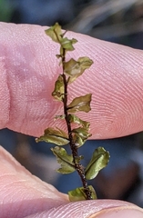 Mniaceae