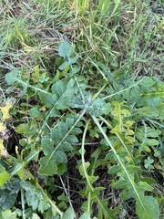 Centaurea sphaerocephala