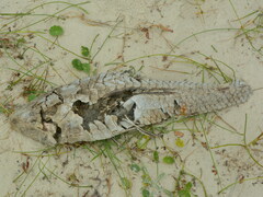 Hypostomus