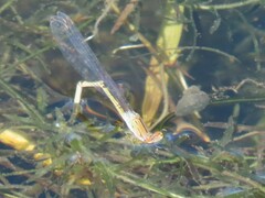 Pseudagrion massaicum