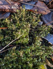 Mniaceae