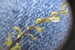 Mniaceae